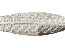 Велосипедна шина 14*1 3/8 x1 5/8 WHITE (біла) SRI-33/09 DSI LTK-2
